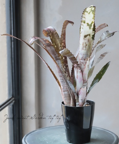 植物　タンクブロメリア　ベルビルギア 6_000000011892.jpg?1678209903