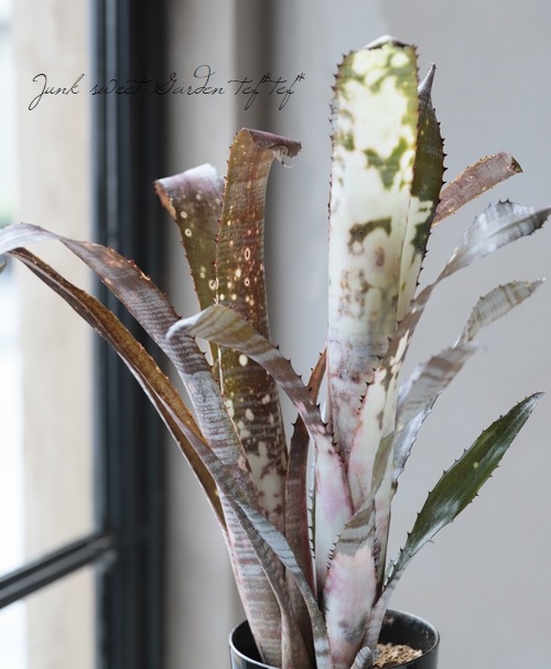 Domingos フラワー・ガーデニング ビルベルギア John Hervy