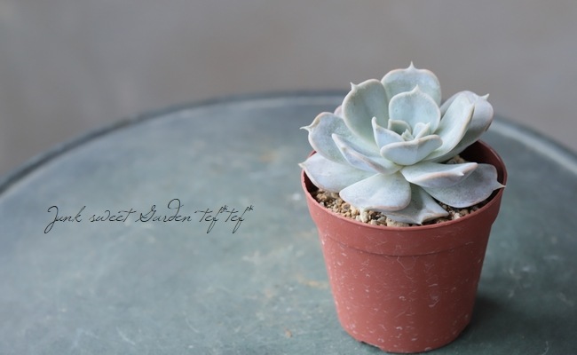 多肉植物】 『リラシナ』 エケベリア属☆ | すべての商品 | | Junk