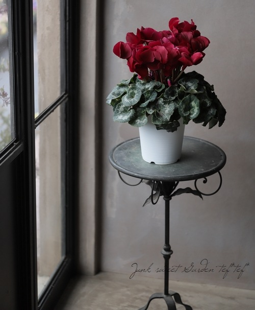 大人色！シクラメン 『マカロンショコラ』 | すべての商品 | | Junk