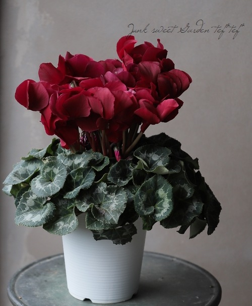 大人色！シクラメン 『マカロンショコラ』 | すべての商品 | | Junk