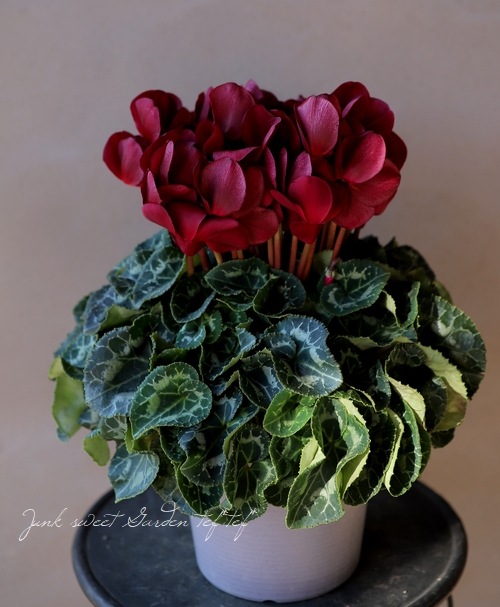 大人色！シクラメン 『マカロンショコラ』 | すべての商品 | | Junk