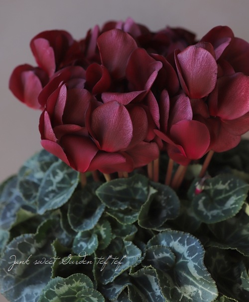 大人色！シクラメン 『マカロンショコラ』 | すべての商品 | | Junk