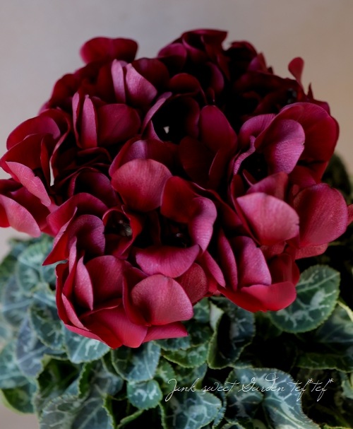 タジトウ様確認用　シクラメン『マカロンショコラ』７号♪ タジトウ様確認用 シクラメン『マカロンショコラ』7号♪ タジトウ様