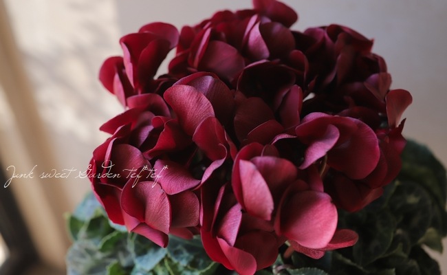 大人色！シクラメン 『マカロンショコラ』 | すべての商品 | | Junk