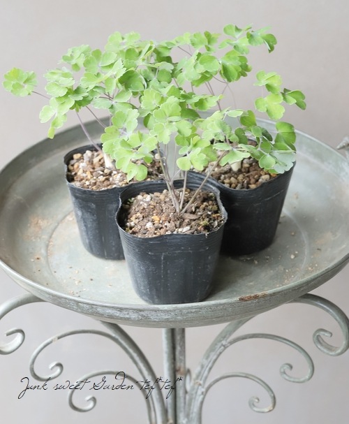 2年物】八重咲きオダマキ・ブルガリス 『ルビーボート』 | すべての