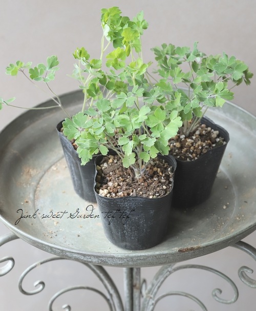 2年物】八重咲きオダマキ・ブルガリス 『ルビーボート』 | すべての