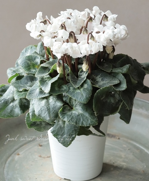 シクラメン 『天使のはね』 2025.No.F | すべての商品 | | Junk sweet