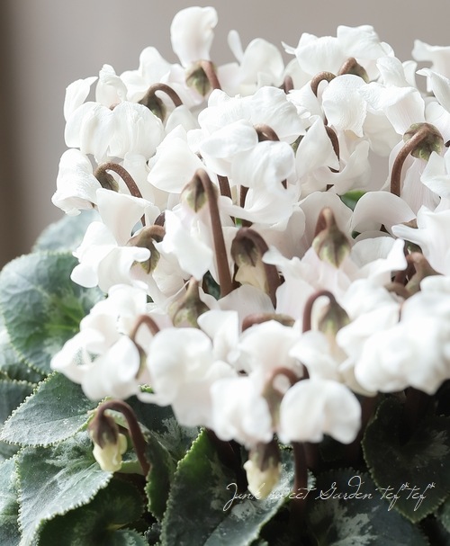 シクラメン 『天使のはね』 2025.No.F | すべての商品 | | Junk sweet