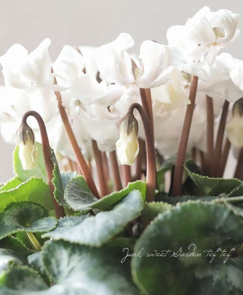 シクラメン 『天使のはね』 2025.No.F | すべての商品 | | Junk sweet