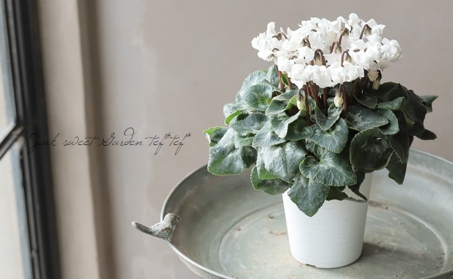 シクラメン 『天使のはね』 2025.No.F | すべての商品 | | Junk sweet