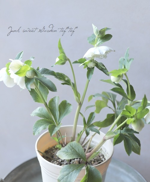 クリスマスローズ 『川久保交配・多弁ダブル』 2026【No.3】 | すべて