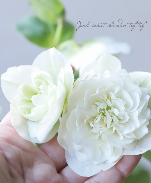 クリスマスローズ 『川久保交配・多弁ダブル』 2026【No.3】 | すべて