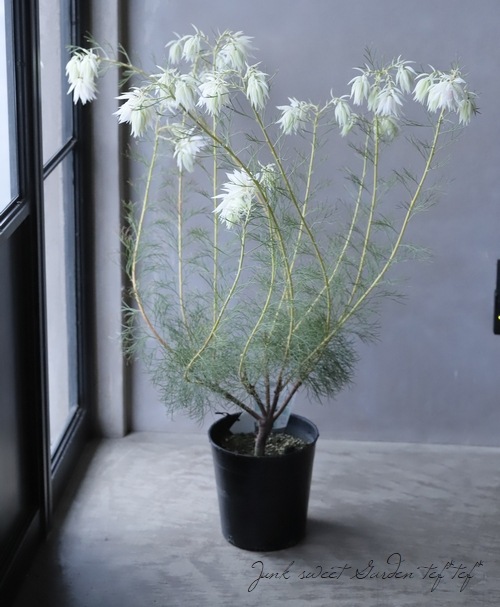 Yuki様専用 セルリア ブラッシングブライト Www Vetrepro Fr Yuki様専用 セルリア ブラッシングブライト Www Vetrepro Fr