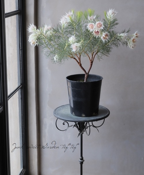 超大株 Blushing Bride セルリア ブラッシングプライド 9号 超大株 Blushing Bride セルリア ブラッシングプライド 9号