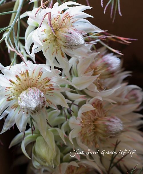 セルリアブラッシングブライド 7号サイズ 【公式通販】 セルリア