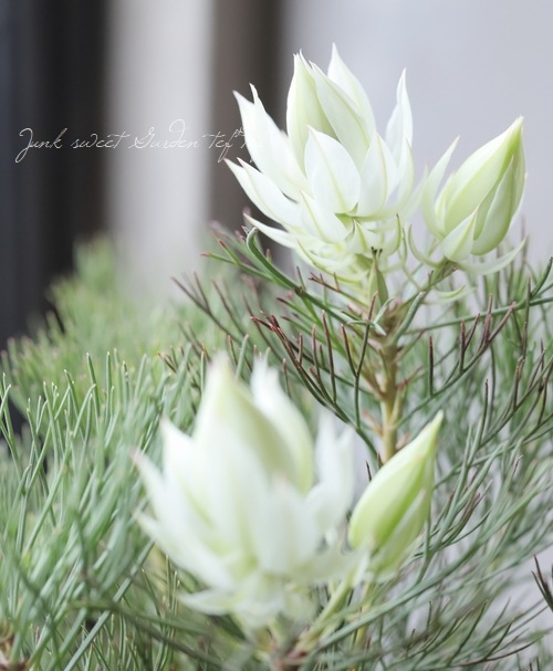 ジョーイセルリア ブラッシングブライト Blushing Bride 特大株 すべての商品 Junk Sweet Garden Tef Tef