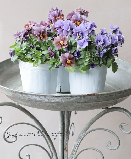 停滞の意志「アベンチュリン」　ファビオラ・ブリリッコ　SP 3枚　未開封 ○松原園芸さんビオラ 『ファルファリア』 No.6 | すべての商品