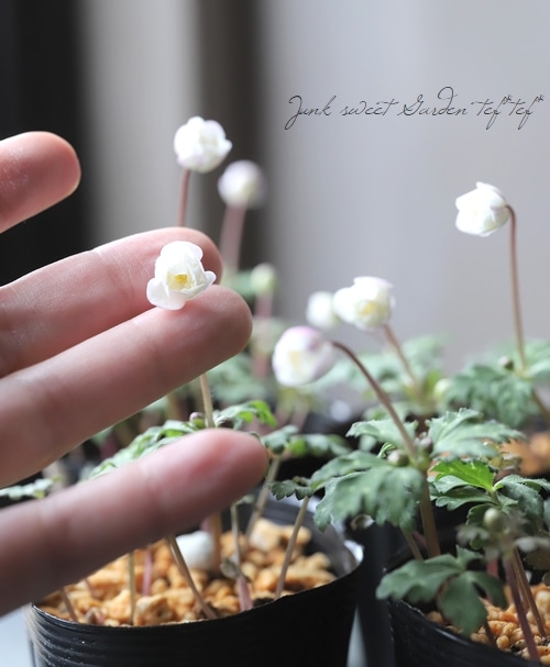 八重咲きニリンソウ（二輪草） 『銀杯』 | すべての商品 | | Junk