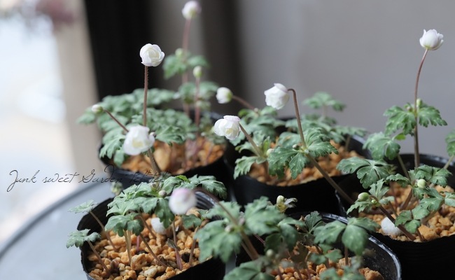 クピド　二輪草鉢植え 八重咲きニリンソウ（二輪草） 『銀杯』 | すべての商品