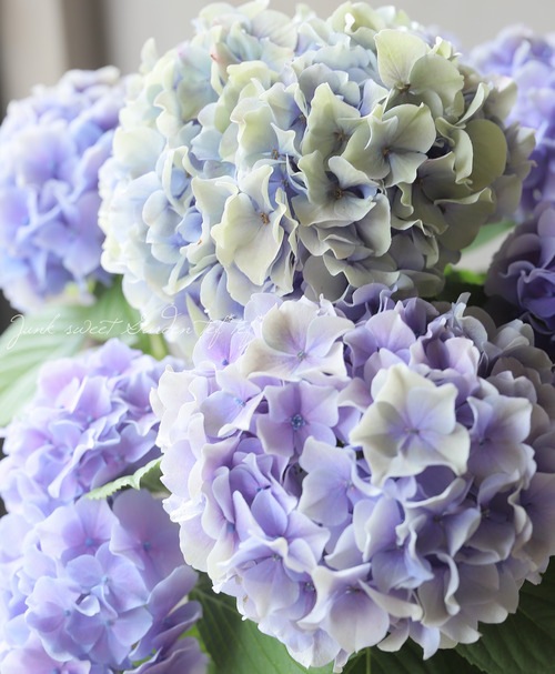 紫陽花 夏が過ぎ秋が深まってもなお道端に残るヴィンテージ紫陽花 – 酔人日月