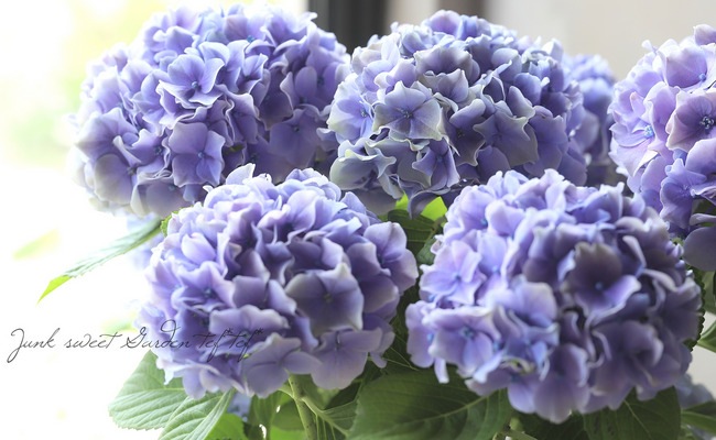 新作  Hydrangea 紫陽花 新品タグ付き Recommended item