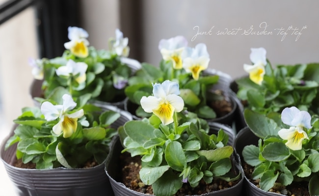 育種うえたオリジナルビオラ 『ジュピター』 | すべての商品 | | Junk