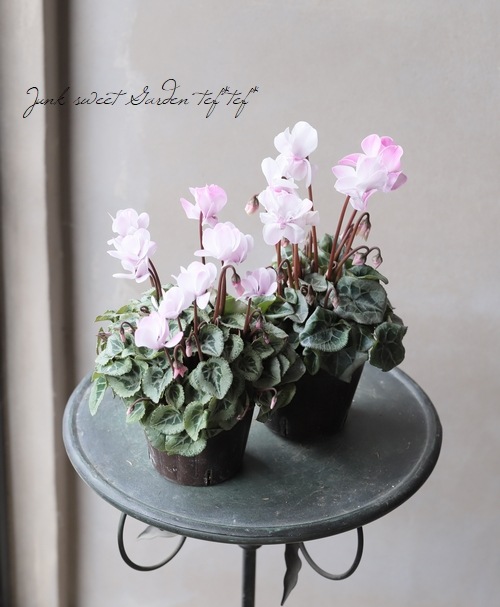 ガーデンミニシクラメン 『フェアリーシルエット』 | すべての商品