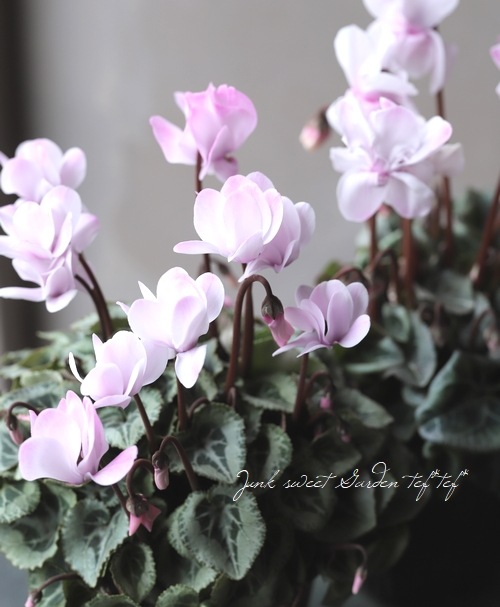 ガーデンミニシクラメン 『フェアリーシルエット』 | すべての商品