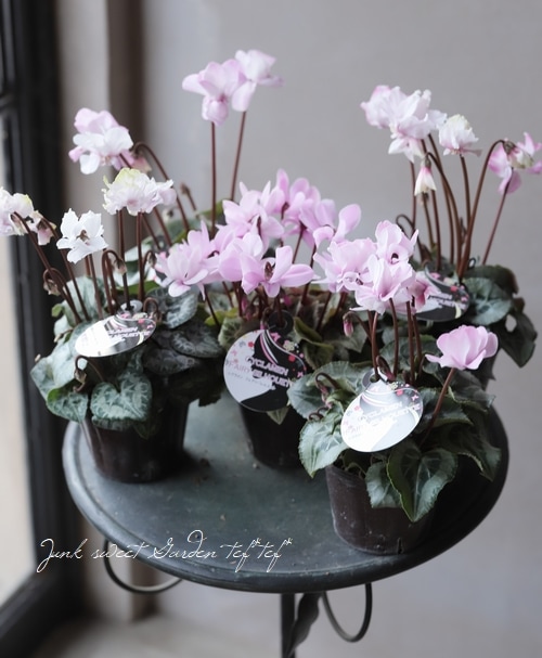 ガーデンミニシクラメン 『フェアリーシルエット』 | すべての商品