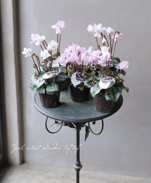 ガーデンミニシクラメン 『フェアリーシルエット』 | すべての商品