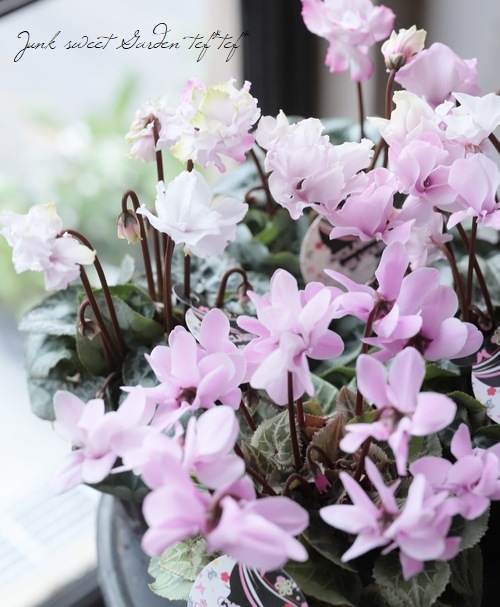 ガーデンミニシクラメン 『フェアリーシルエット』 | すべての商品