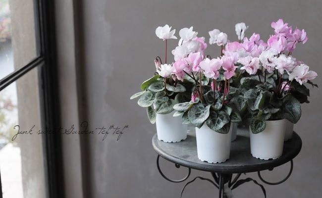 ガーデンミニシクラメン 『フェアリーシルエット』 | すべての商品