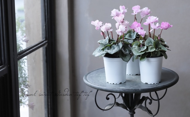 ガーデンミニシクラメン 『フェアリーシルエット』 | すべての商品