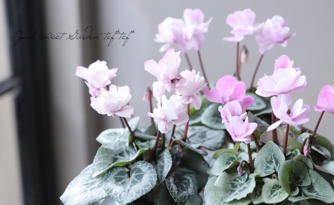 ガーデンミニシクラメン 『フェアリーシルエット』 | すべての商品