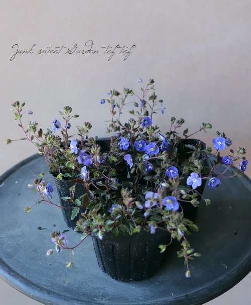 �٥��˥� �إ��른���֥롼��