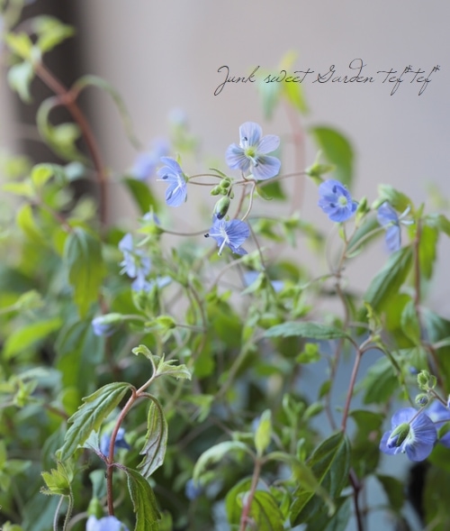 �٥��˥� �إ��른���֥롼��