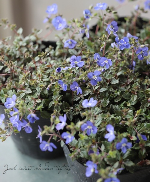 �٥��˥� �إ��른���֥롼��