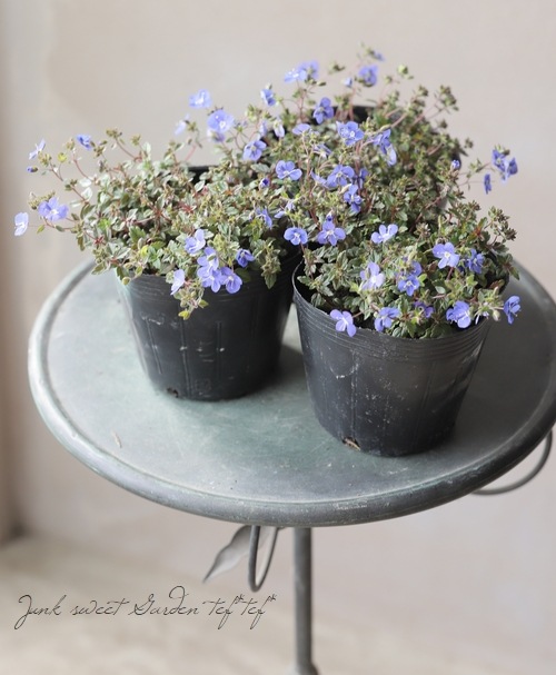 �٥��˥� �إ��른���֥롼��