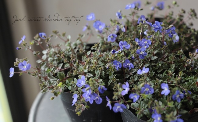 �٥��˥� �إ��른���֥롼��