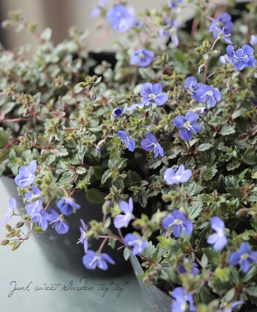 �٥��˥� �إ��른���֥롼��