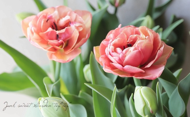 □八重咲きチューリップ 『コッパーイメージ』 | すべての商品