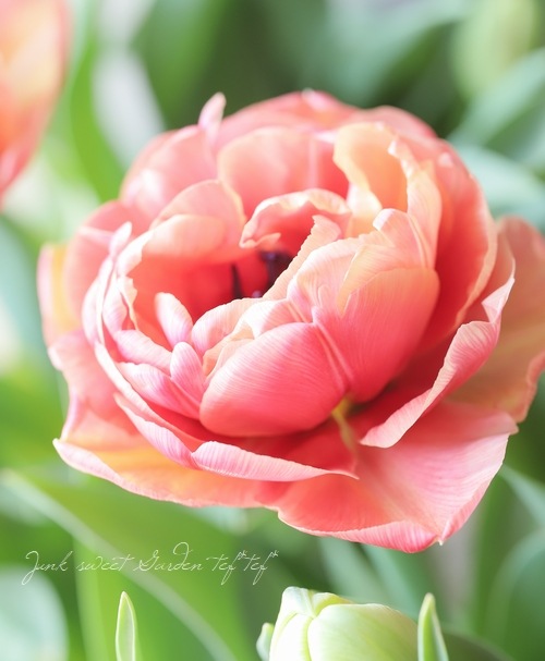 □八重咲きチューリップ 『コッパーイメージ』 | すべての商品