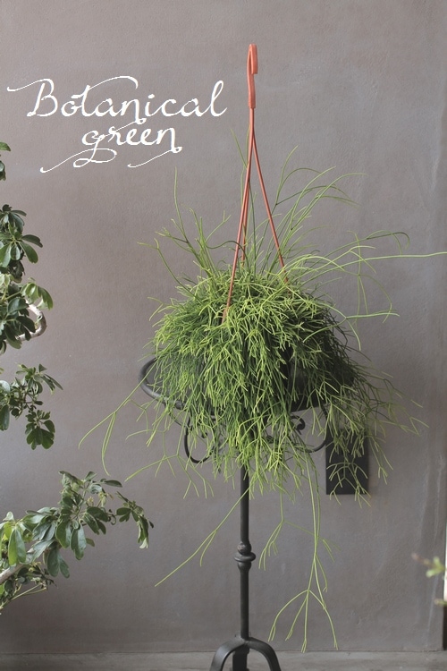 ץꥹإå١ܥƥ󡡥ܥ塼L