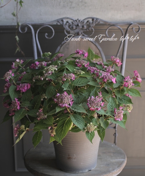 山紫陽花 『藍姫』 ピンク 陶器鉢植え | すべての商品 | | Junk sweet