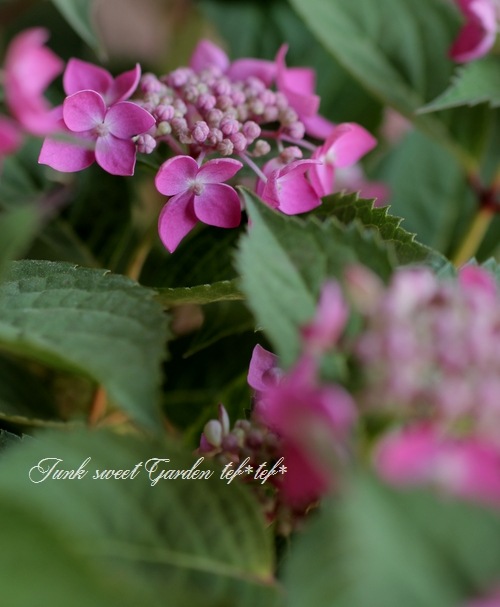 山紫陽花 『藍姫』 ピンク 陶器鉢植え | すべての商品 | | Junk sweet