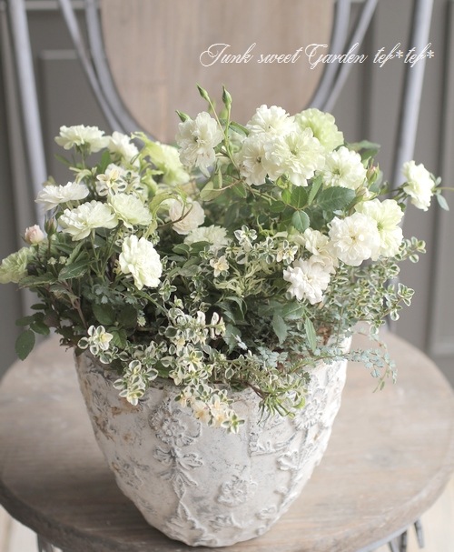 tef*tef*�󤻿��� 2017 * no.20 *���إ��꡼�󥢥�����