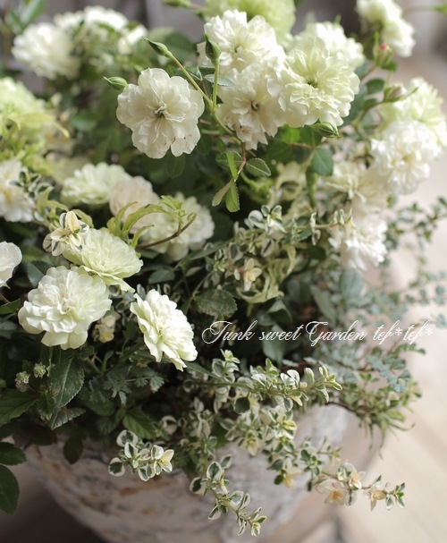 tef*tef*�󤻿��� 2017 * no.20 *���إ��꡼�󥢥�����