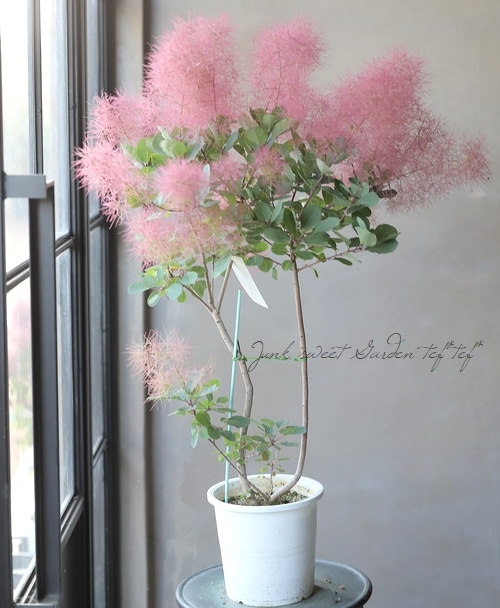 スモークツリー 『パープルファー』 【132】2022 | すべての商品