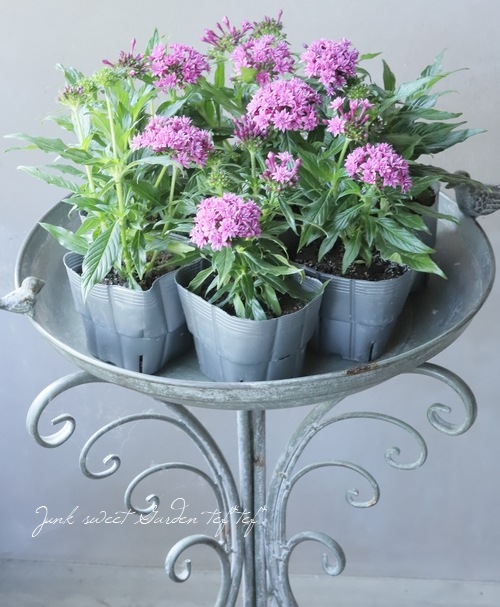 咲謡竜フルーブルム　3枚セット 咲謡竜フルーブルム【FFR】{DZ-SS11/FFR17}《リリカルモナス